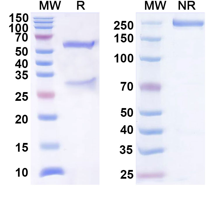 SDS-PAGE for Anti-Human ACVR2A Antibody (LAE102)