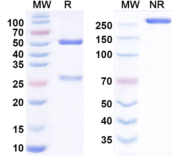 SDS-PAGE for Anti-Human ACVR2A Monoclonal Antibody (Ab-14E1)