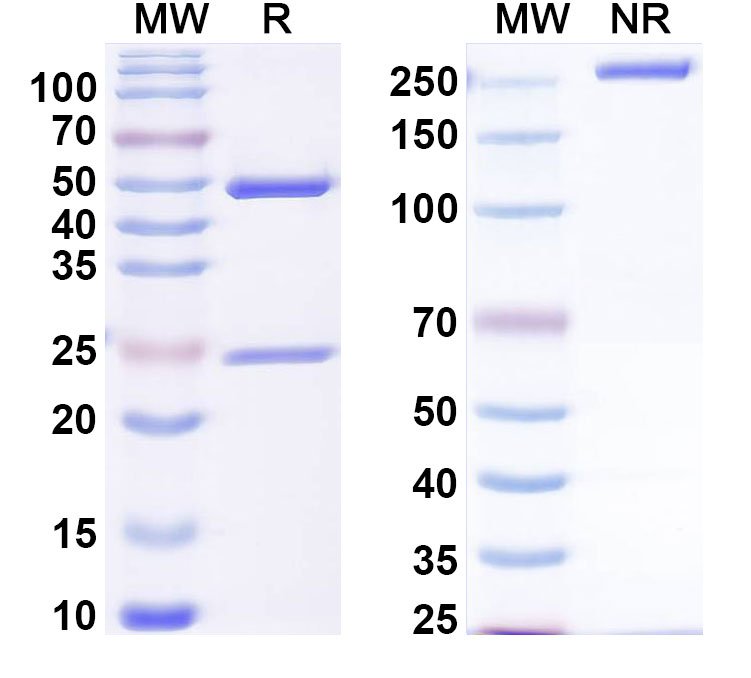 SDS-PAGE for Anti-Human ADAMTS4 Monoclonal Antibody, 7E8