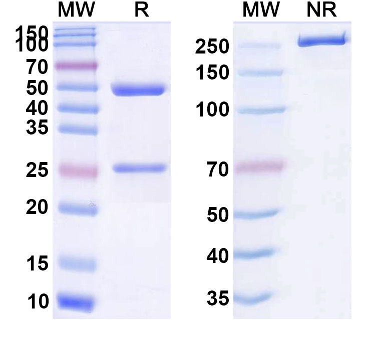 SDS-PAGE for Anti-Human ADAMTS5 (GSK2394002)