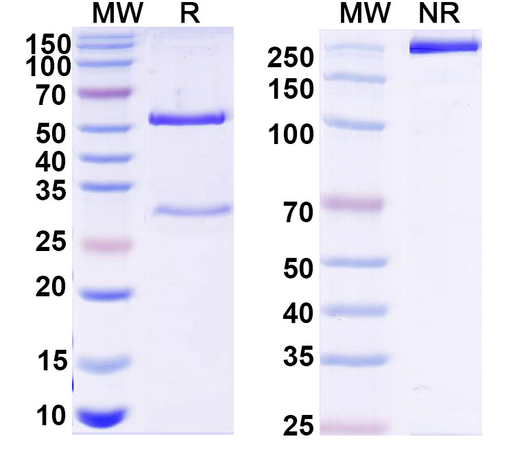 SDS-PAGE for Anti-Human ADAMTS5 Monoclonal Antibody, 7B4