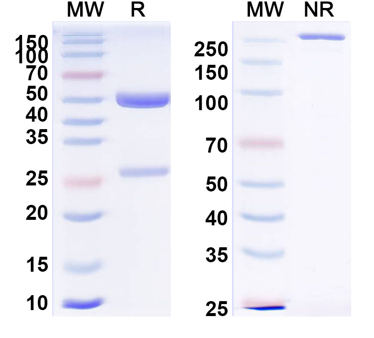 SDS-PAGE for Anti-Human AFP/Alpha-fetoprotein Antibody (AF5)