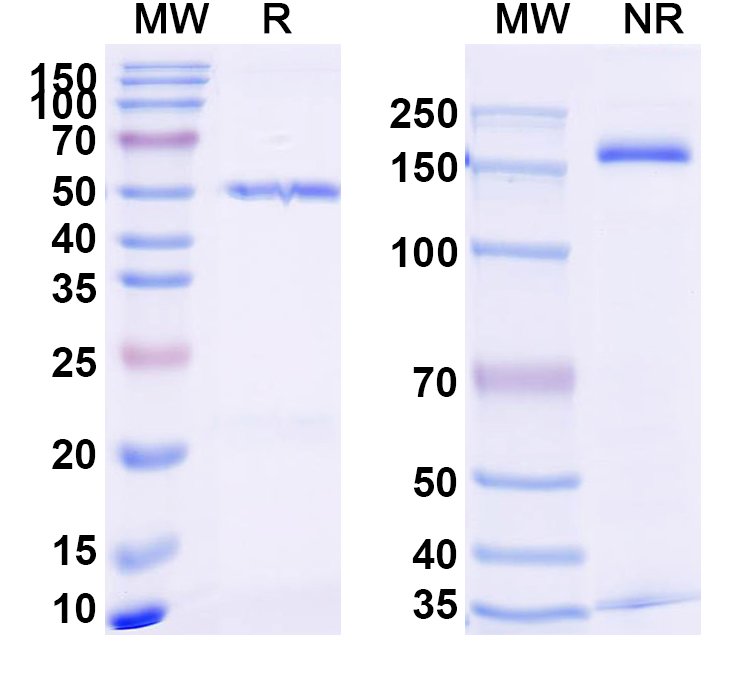 SDS-PAGE for Anti-Human AFP-L3 Antibody (SAA2330)