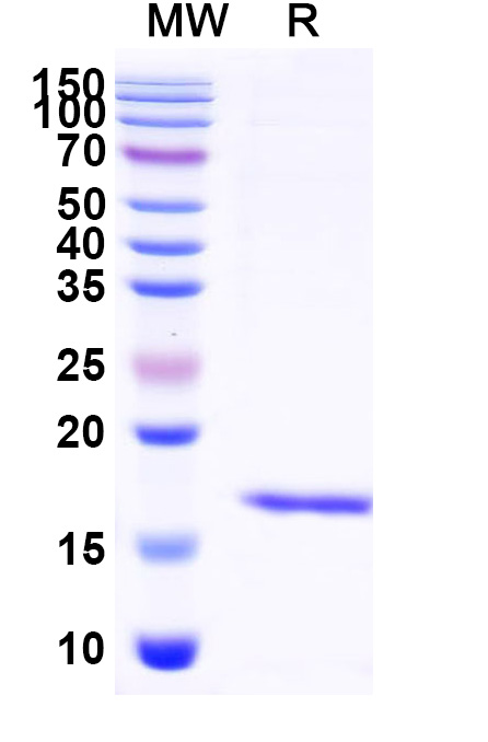 SDS-PAGE for Anti-Human Albumin/HSA VHH (SAA0807)