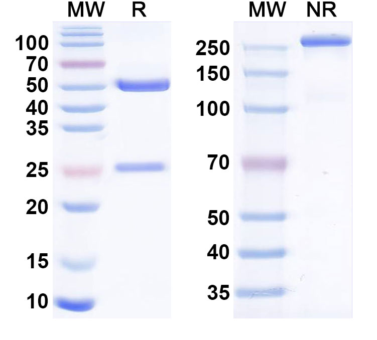 SDS-PAGE for Anti-Human ALPP/ALPPL2 Monoclonal Antibody (SGN-ALPV)