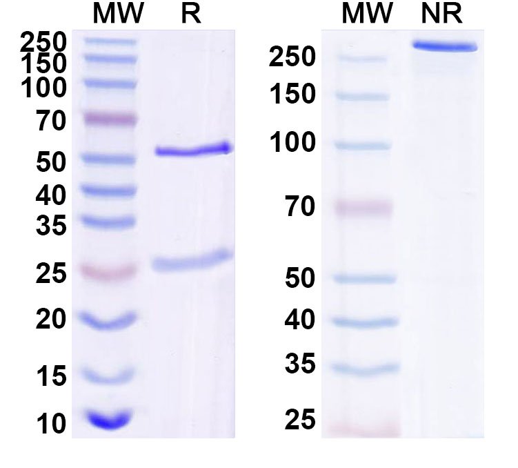 SDS-PAGE for Anti-Human ANGPTL8 Monoclonal Antibody (ABS0531)