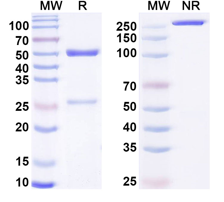 SDS-PAGE for Anti-Human ANO1 Monoclonal Antibody (1A606)