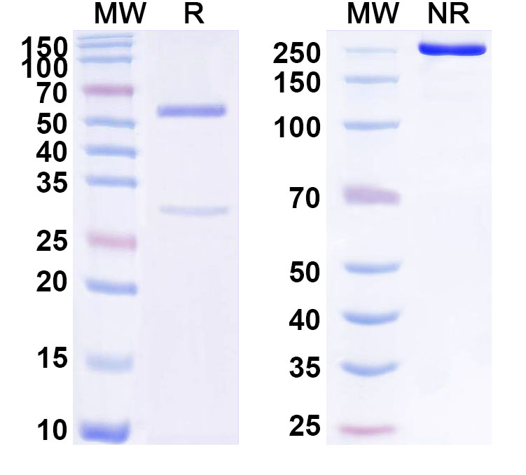 SDS-PAGE for Anti-Human ANXA1/Annexin A1 Antibody (ABS1705)