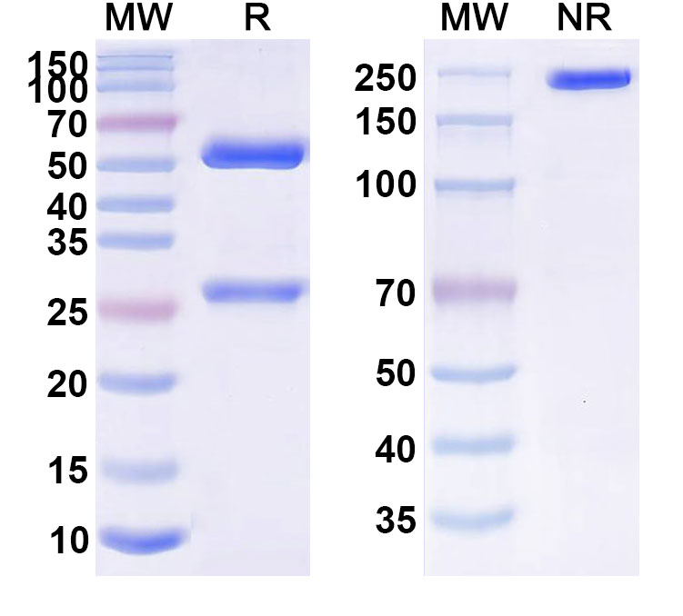 SDS-PAGE for Anti-Human ANXA1 Monoclonal Antibody (1A506)