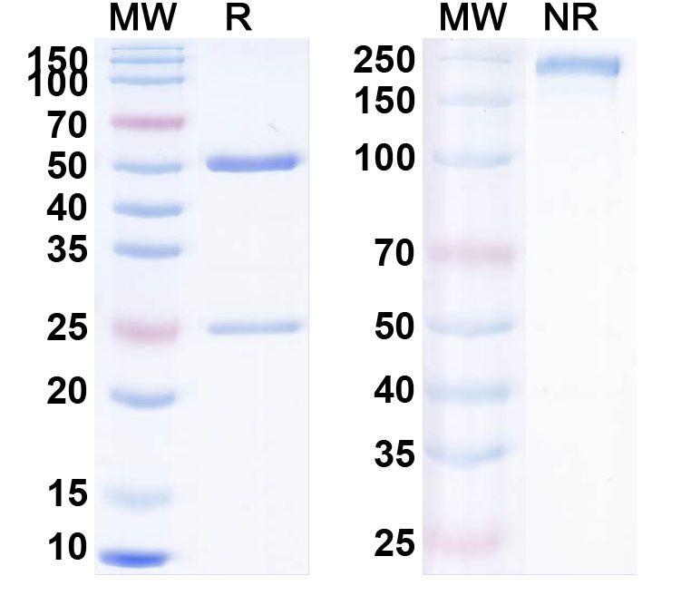 SDS-PAGE for Anti-Human APC/Activated protein C Antibody (C25k23)