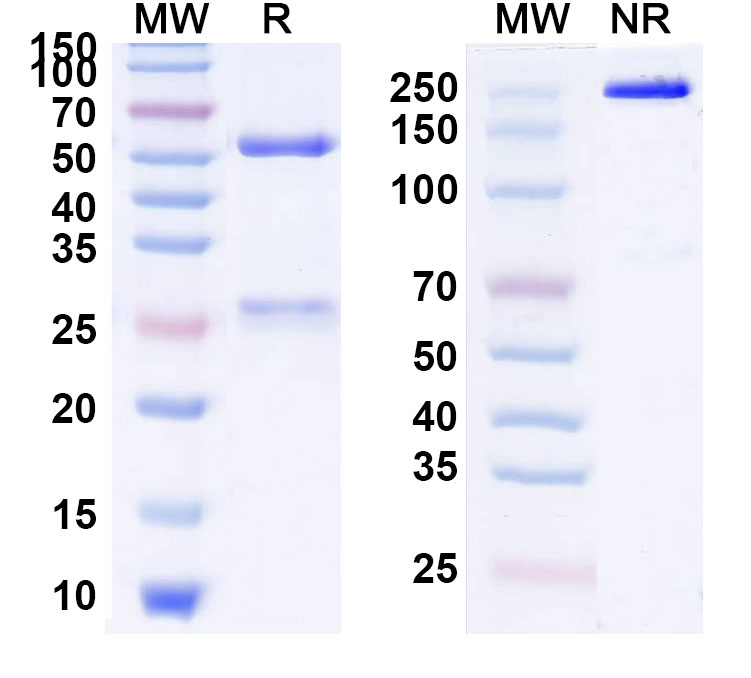 SDS-PAGE for Anti-Human APC/Activated protein C (TPP-4885/BAY1896502)