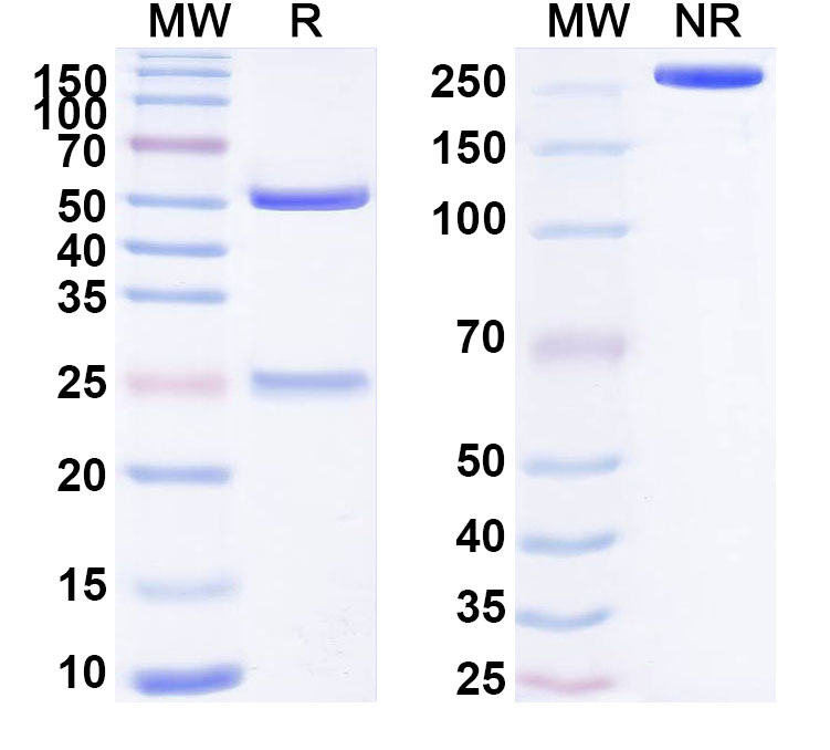 SDS-PAGE for Anti-Human APLN/Apelin Antibody (ABS0984)