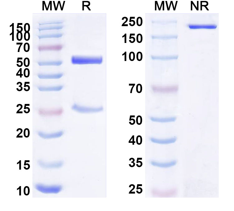 SDS-PAGE for Anti-Human APLP2 Antibody (ABS0377)