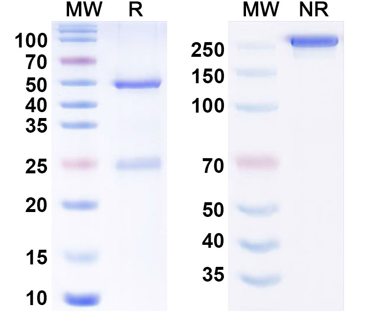 SDS-PAGE for Anti-Human APP/Amyloid beta Monoclonal Antibody (CSIRO anti-amyloid Beta scFv)