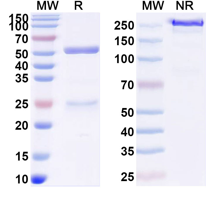 SDS-PAGE for Anti-Human AQP3 Antibody (SAA2514)