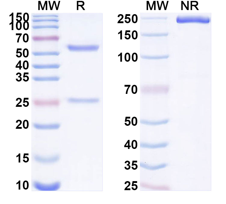 SDS-PAGE for Anti-Human AQP3 Monoclonal Antibody (ABS2090)