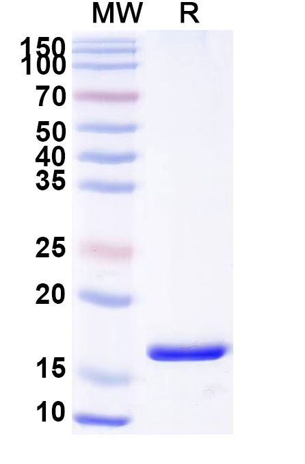 SDS-PAGE for Anti-Human ARC VHH (SAA0943)