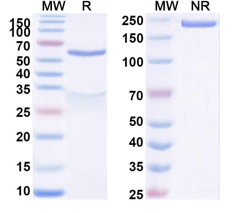 SDS-PAGE for Anti-Human AREG Antibody (ABS1537)