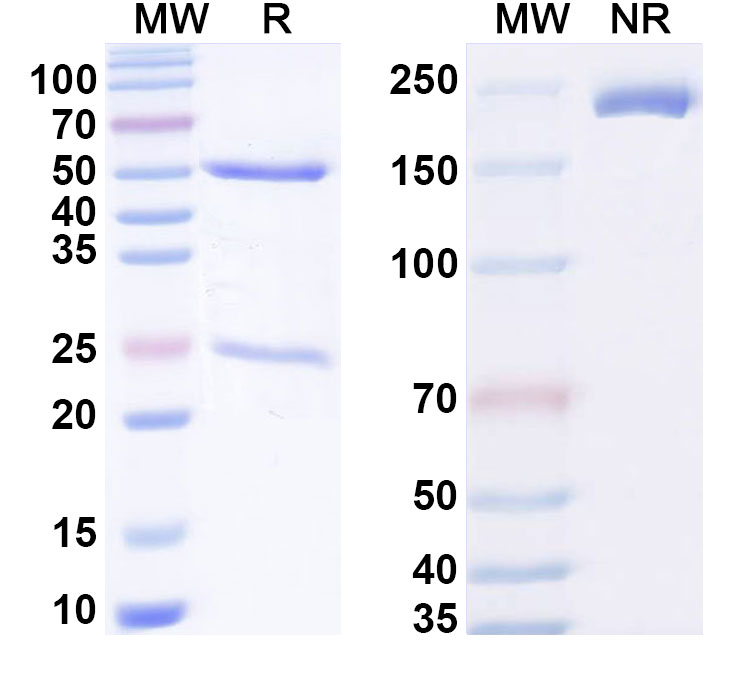 SDS-PAGE for Anti-Human ARG1 Monoclonal Antibody (1A492)