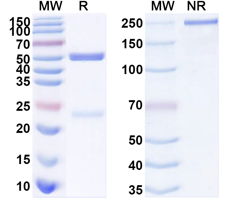 SDS-PAGE for Anti-Human ARID3A Antibody (ABS0797)