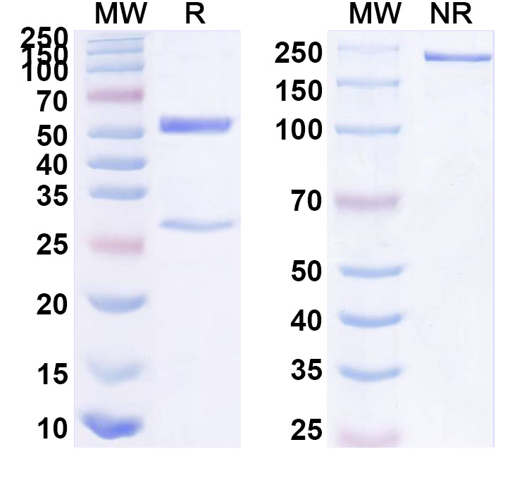 SDS-PAGE for Anti-Human ARTN/Artemin Antibody (A10)