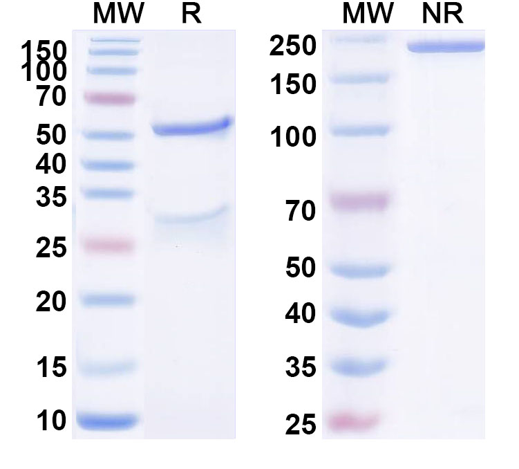 SDS-PAGE for Anti-Human ASF1B IP Monoclonal Antibody, SAA0242