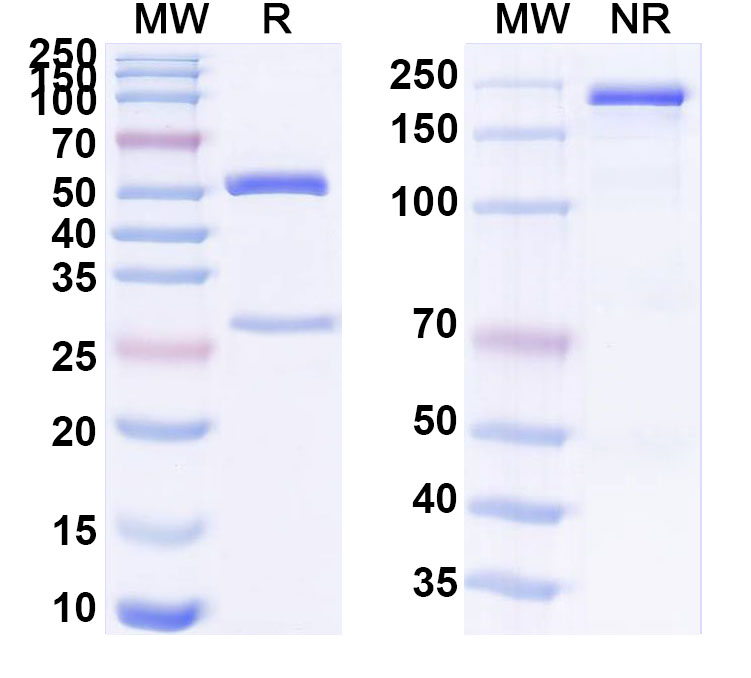 SDS-PAGE for Anti-Human ATF4/CREB2 Antibody (SAA0818)