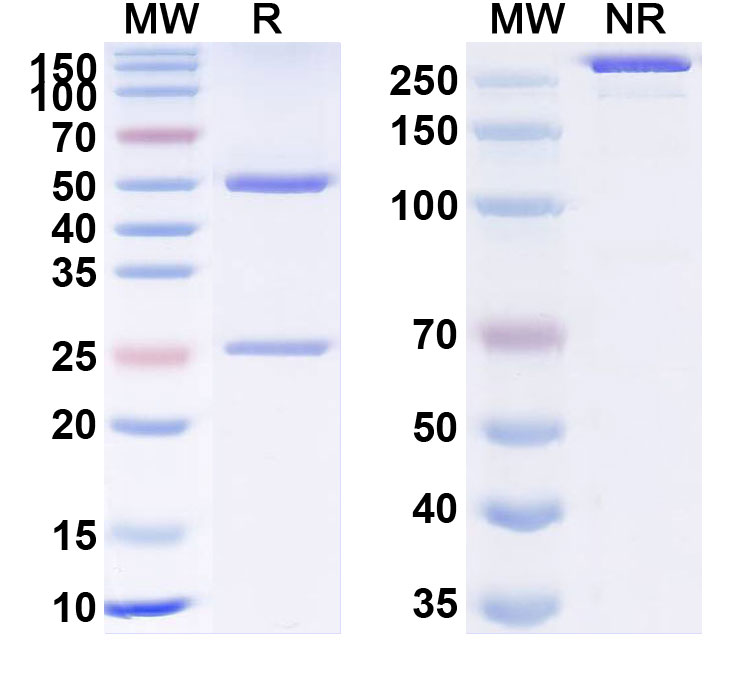 SDS-PAGE for Anti-Human ATTR/Transthyretin amyloidosis Monoclonal Antibody (NI-006)