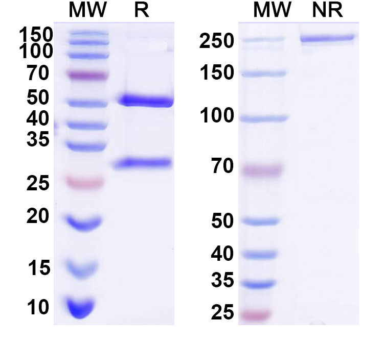 SDS-PAGE for Anti-Human AZU1/CAP37/HBP Monoclonal Monoclonal Antibody (1A330)