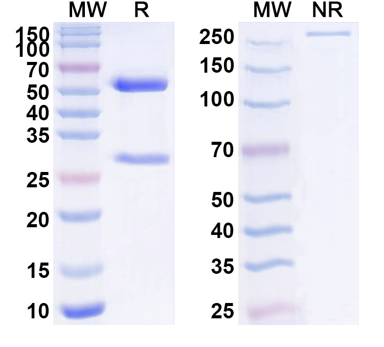 SDS-PAGE for Anti-Human BAG2 Antibody (ABS0881)