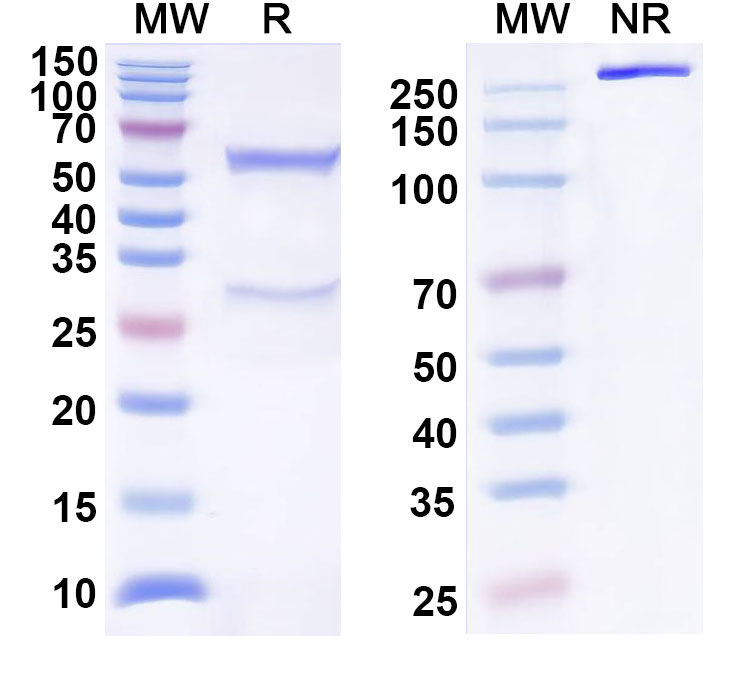 SDS-PAGE for Anti-Human BAG3 Antibody (SAA0529)