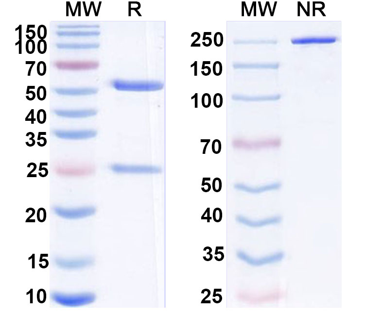 SDS-PAGE for Anti-Human BMP6 Antibody (SAA0425)