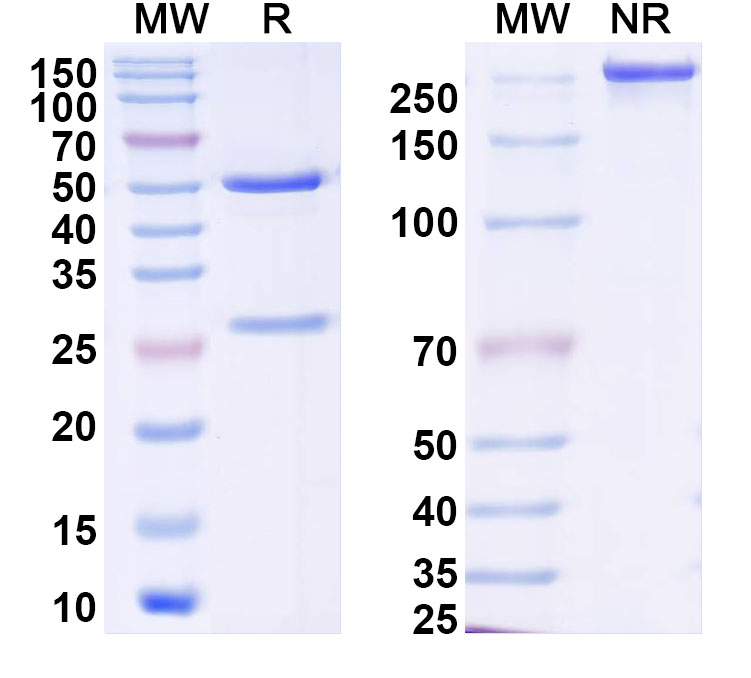 SDS-PAGE for Anti-Human BRD2 IP Antibody (SAA0190)