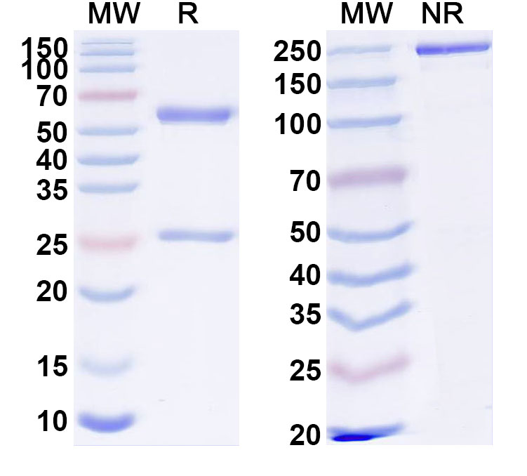 SDS-PAGE for Anti-Human BTNL9 Antibody (ABS1569)
