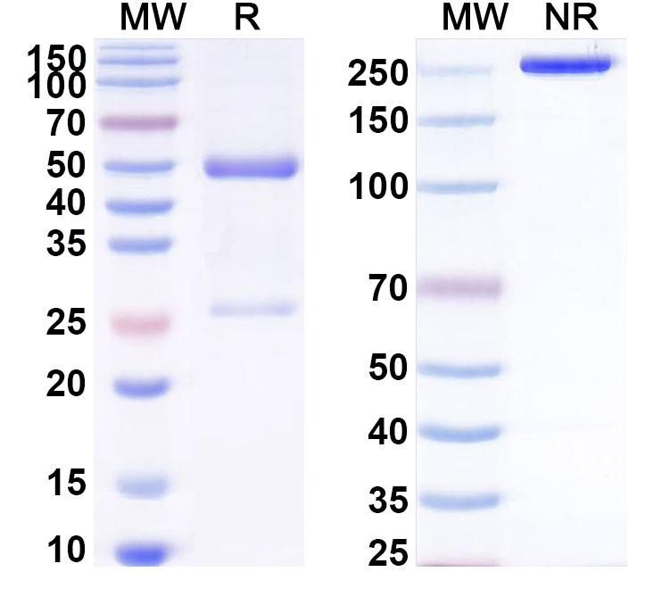 SDS-PAGE for Anti-Human BUB1B Monoclonal Antibody (ABS0725)