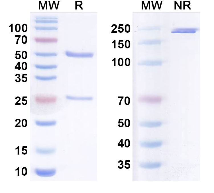 SDS-PAGE for Anti-Human C1q Monoclonal Antibody (ANX005)