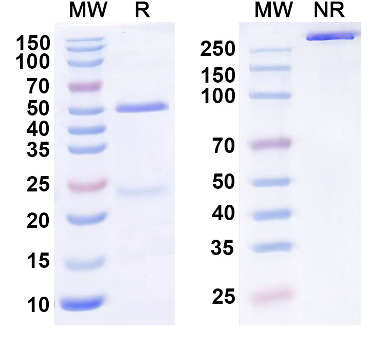 SDS-PAGE for Anti-Human C3AR1 Antibody (SAA0776)