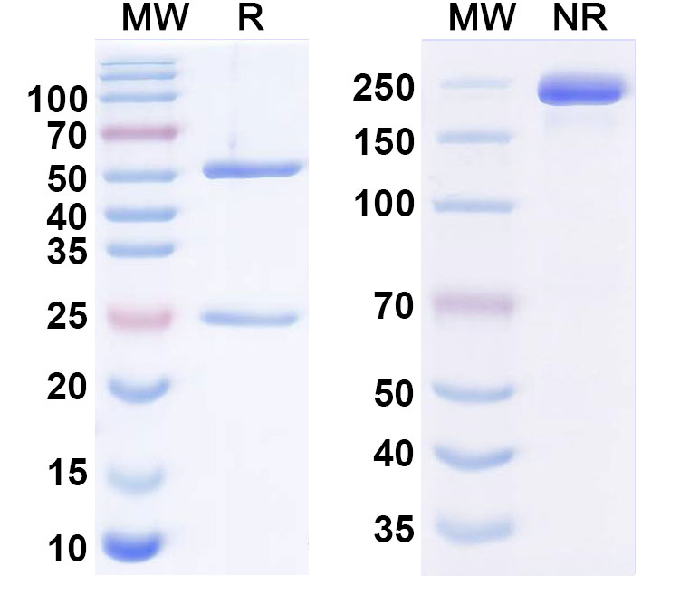 SDS-PAGE for Anti-Human CA19-9/Sialyl Lewis A (sLe A) Monoclonal Antibody (MVT-5873)