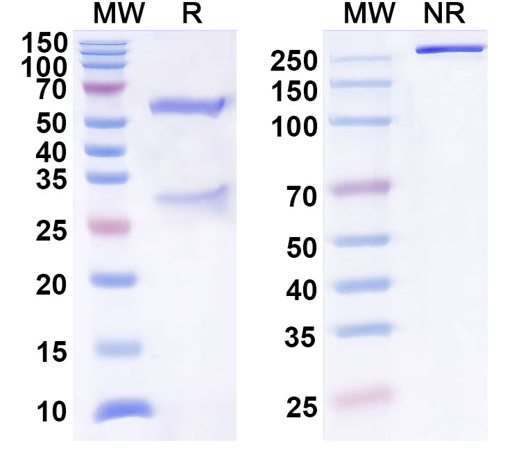 SDS-PAGE for Anti-Human CA9 Antibody (SAA0475)