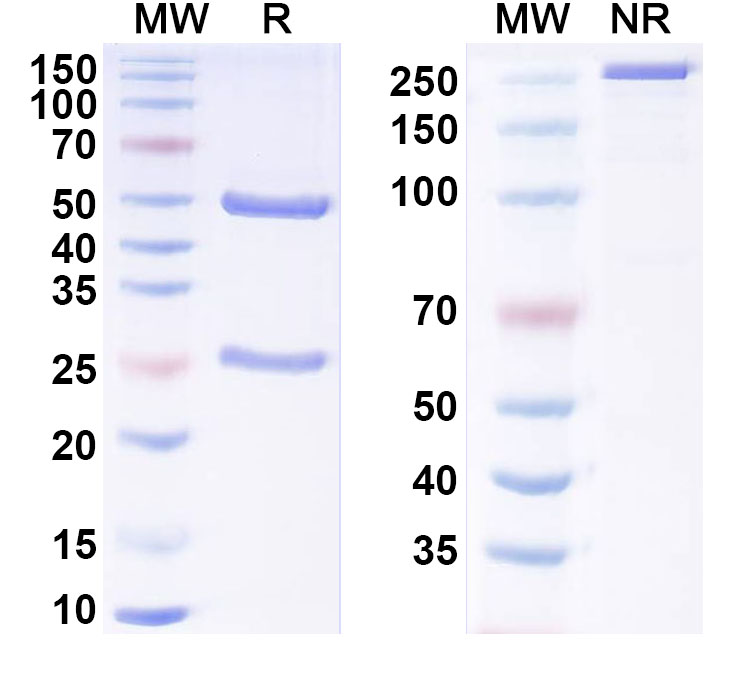 SDS-PAGE for Anti-Human CACNA1C Monoclonal Antibody, L57/46R