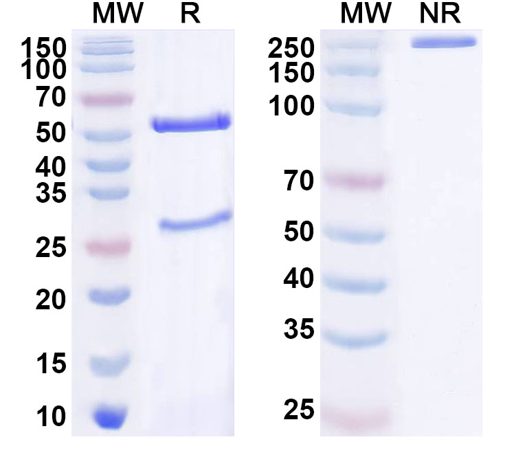 SDS-PAGE for Anti-Human CACNA2D1 Antibody (ABS1130)