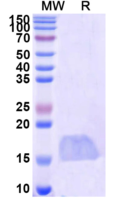 SDS-PAGE for Anti-Human CASP3/Caspase-3 VHH (SAA1223)