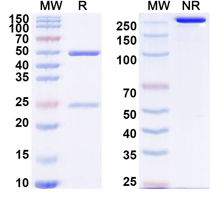 SDS-PAGE for Anti-Human CCL2/MCP-1 Monoclonal Antibody, 15D7