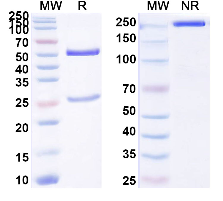 SDS-PAGE for Anti-Human CCL21/6Ckine Antibody (ABS1045)