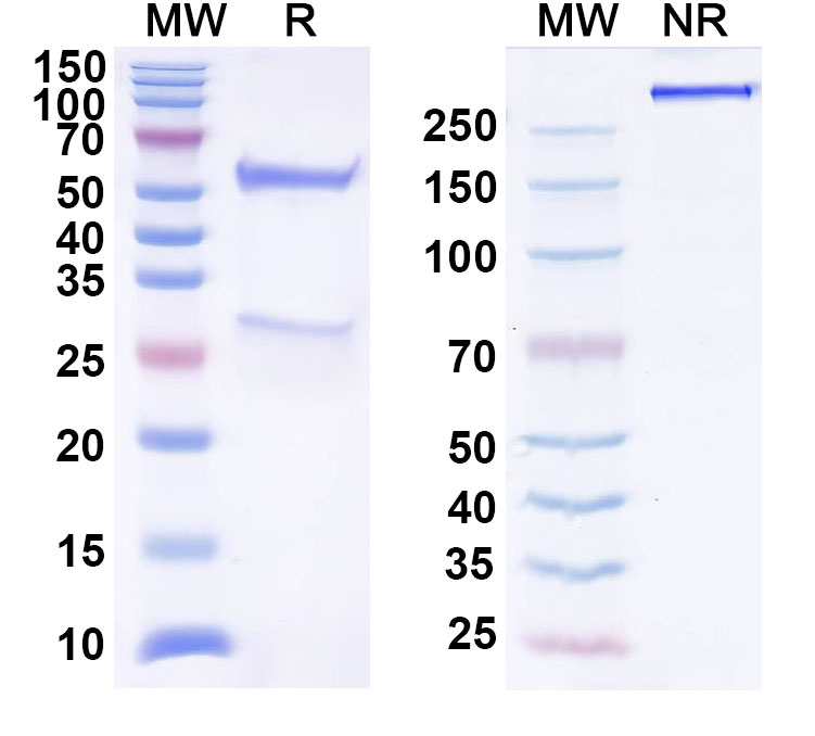 SDS-PAGE for Anti-Human CCL8/MCP-2 Antibody (SAA0457)