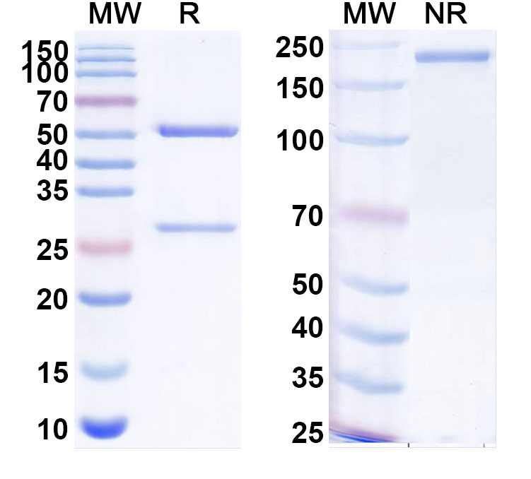 SDS-PAGE for Anti-Human CCN4/WISP-1 Antibody (ABS1122)
