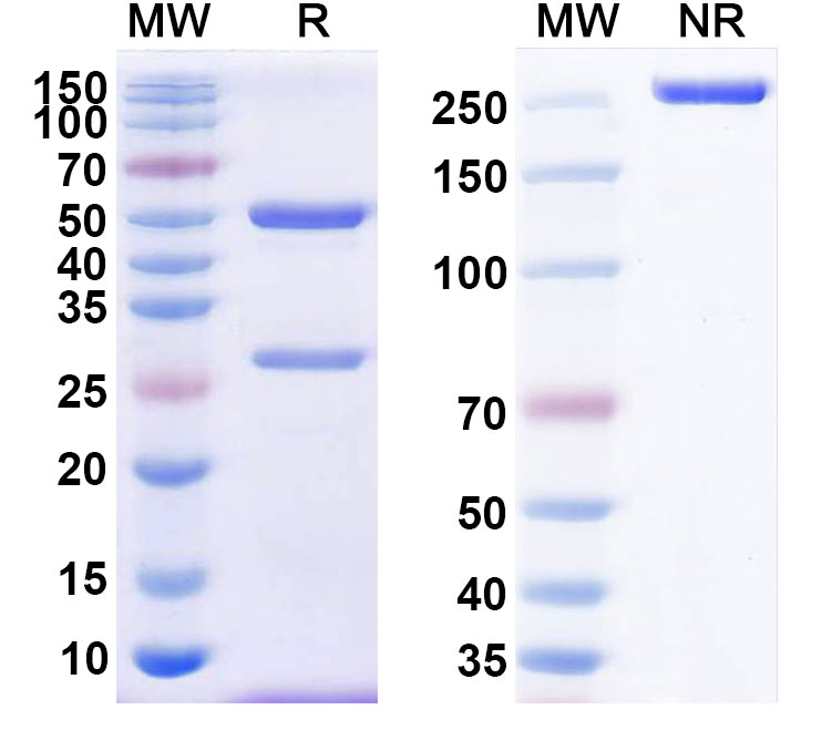 SDS-PAGE for Anti-Human CD10/MME Antibody (SAA2337)