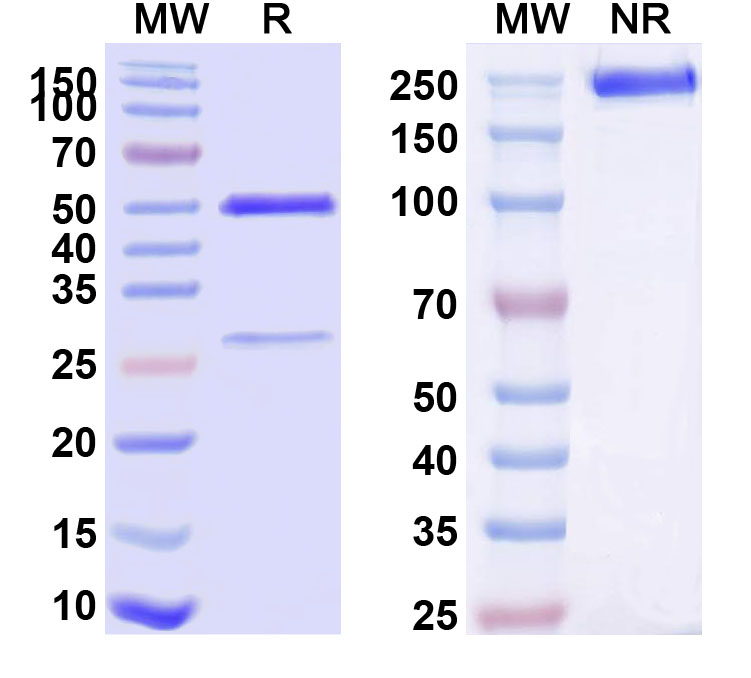 SDS-PAGE for Anti-Human CD120a/TNFRSF1A/TNFR1 (ATROSAB)