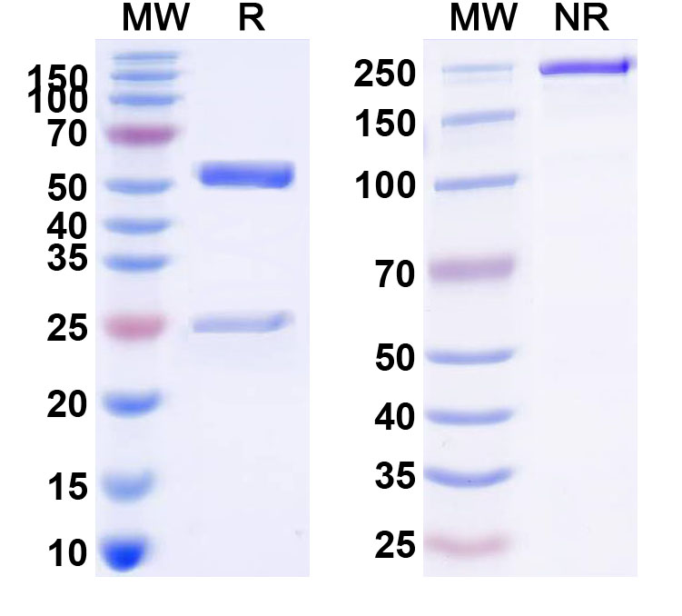 SDS-PAGE for Anti-Human CD120b/TNFRSF1B/TNFR2 (BI-1910)