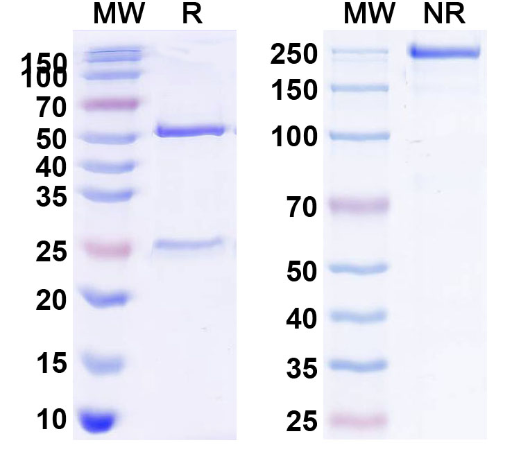 SDS-PAGE for Anti-Human CD122/IL2RB (Mik beta 1)